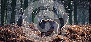 Portrait of majestic red deer stag in Autumn Fall