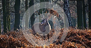 Portrait of majestic red deer stag in Autumn Fall