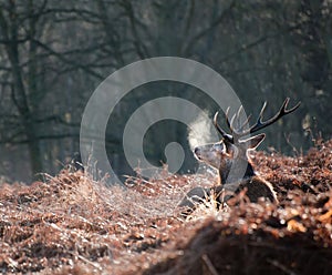 Portrait of majestic red deer stag in Autumn Fall