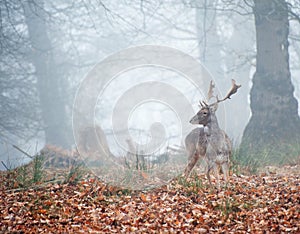 Portrait of majestic red deer stag in Autumn Fall