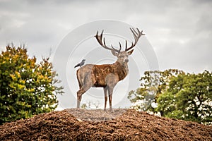 Portrait of majestic red deer stag and bird in Autumn Fall