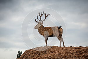 Portrait of majestic red deer stag and bird in Autumn Fall