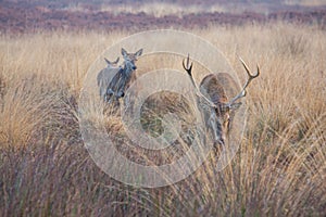 Portrait of majestic red deers stag in Autumn Fall.