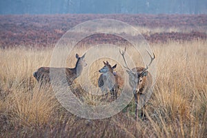 Portrait of majestic red deers stag in Autumn Fall.