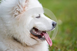 Portrait of malamute