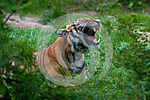 Portrait of Malay Tiger