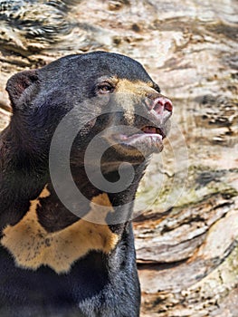 Portrait of Malayan sun bear, Helarctos malayanus