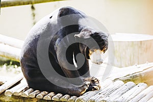 Portrait of a malayan sun bear or helarctos malayanus