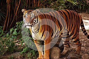 Portrait of a Malayan Tiger