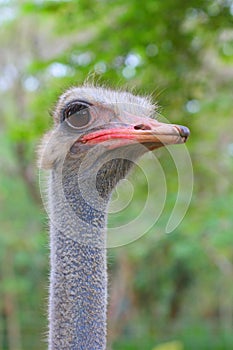 Portrait of a Male African Ostrich 2