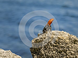 Portrait of a Male African Red Headed Rock Agama