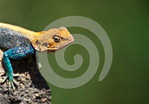 Portrait of a male Agama