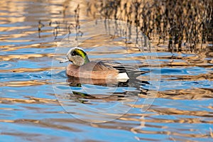 Portrait of Male American Wigeon