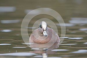 Portrait of Male American Wigeon