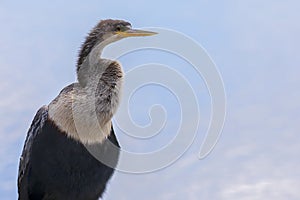 Portrait Of A Male Anhinga