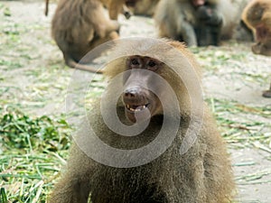 The portrait of a male baboon