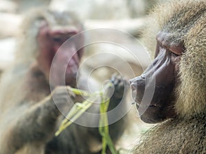 The portrait of a male baboon