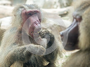 The portrait of a male baboon