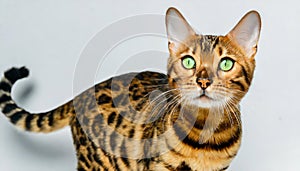Portrait of male Bengal cat sitting down looking straight into camera cut out isolated on white background, orange color feline