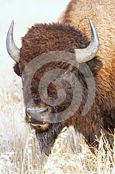 Portrait of a male bison, Grand Teton National Park, Wyoming