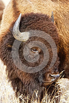 Portrait of a male bison, Grand Teton National Park, Wyoming