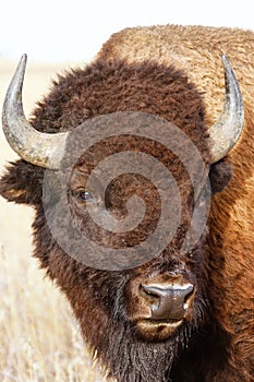 Portrait of a male bison, Grand Teton National Park, Wyoming