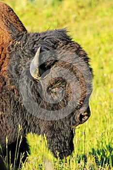 Portrait of a male bison, Yellowstone National Park, Wyoming