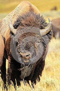 Portrait of a male bison, Yellowstone National Park, Wyoming