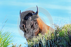 Portrait of a male bison, Yellowstone National Park, Wyoming