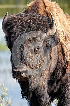 Portrait of a male bison, Yellowstone National Park, Wyoming