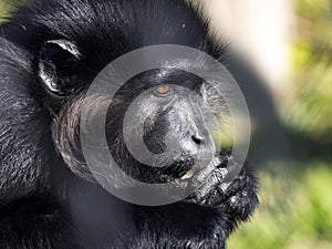 Portrait of a male Black Mangabey, Lophocebus aterrimus