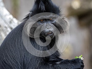 Portrait of a male Black Mangabey, Lophocebus aterrimus, with large bright cheeks