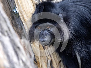 Portrait of a male Black Mangabey, Lophocebus aterrimus, with large bright cheeks