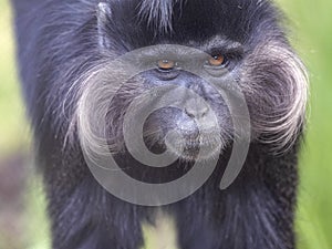 Portrait of a male Black Mangabey, Lophocebus aterrimus, with large bright cheeks