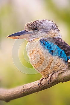 Portrait of male blue-winged kookaburra