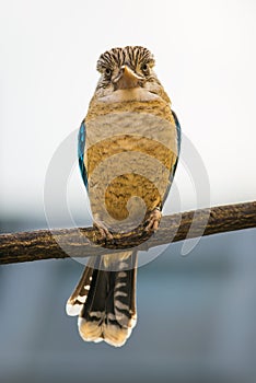 Portrait of male blue-winged kookaburra