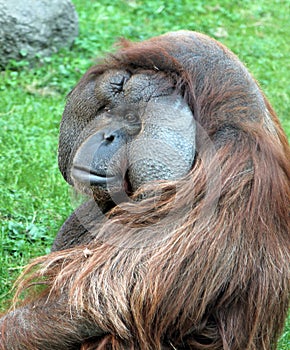 Portrait of male Bornean orangutan Pongo pygmaeus