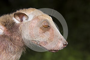 Portrait of male Buettikofer's epauletted fruit bat (Epomops buettikoferi).