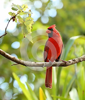 Portrait of a male cardinal