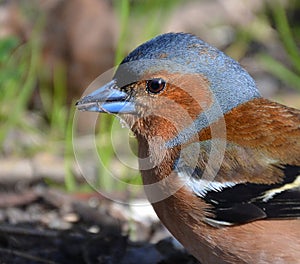 Portrait of a male Chaffinch close palem photo