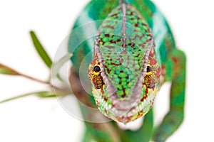 Portrait of male chameleon