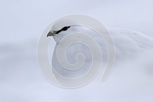 Portrait of a male Commander ptarmigan in winter plumage