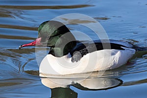 Portrait of a male common merganser - Mergus merganser photo