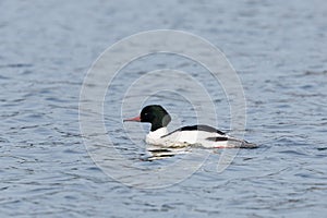 portrait male common merganser (mergus merganser) swimming in water