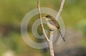 Portrait of a Male Common Tailor Bird Sitting on Branch