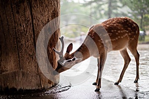 Portrait of a male deer licking the rain on a wooden temple pillar