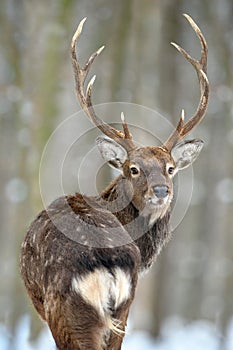 Portrait male deer looking back in the winter forest. Animal in natural habitat