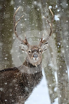 Portrait male deer in the winter forest. Animal in natural habitat