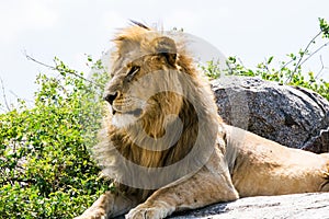 Portrait of Male East African lion on a rock