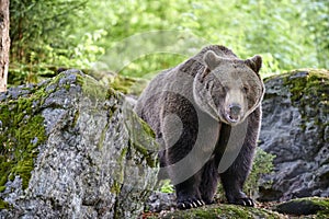 Male Eurasian brown bear photo